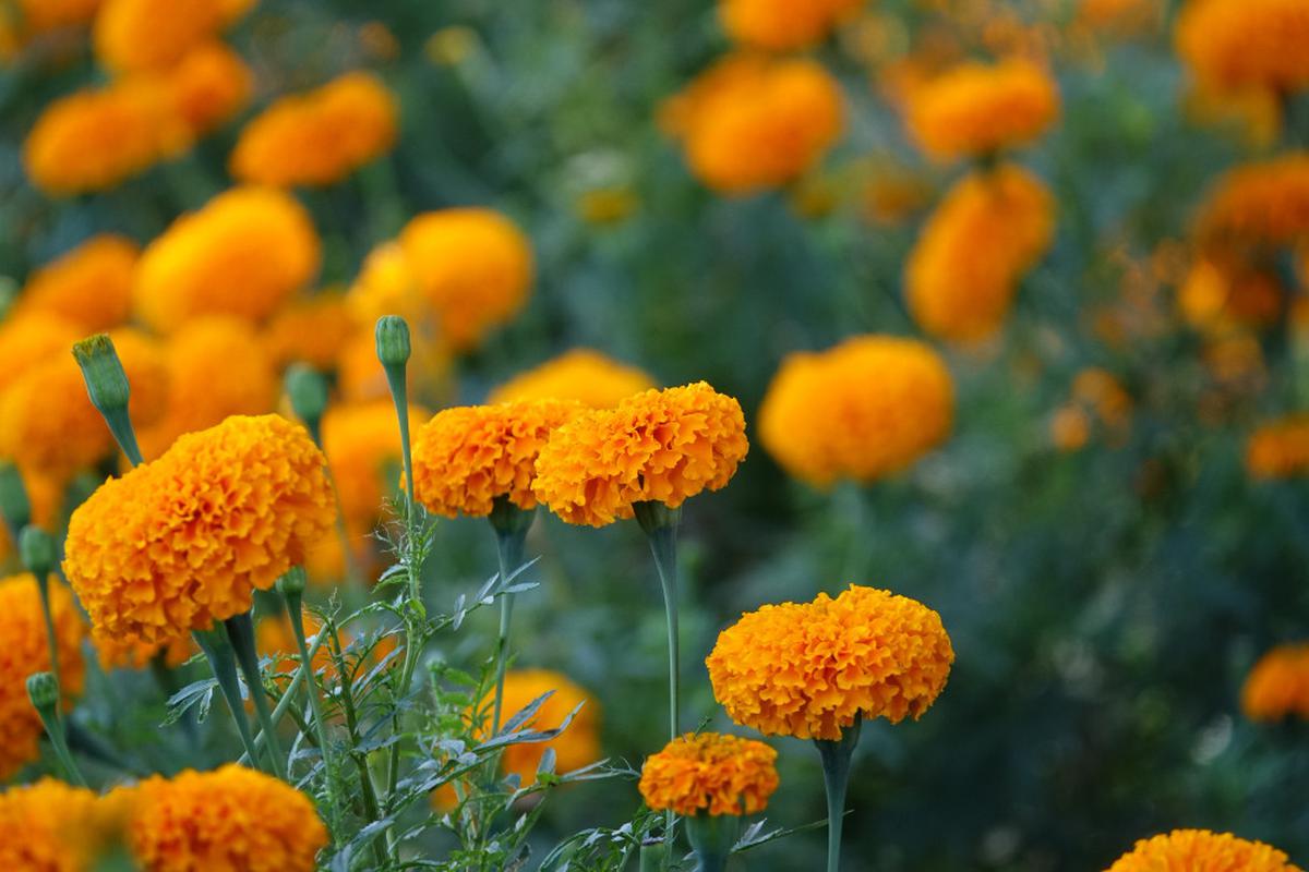 Ilustrasi bunga marigold