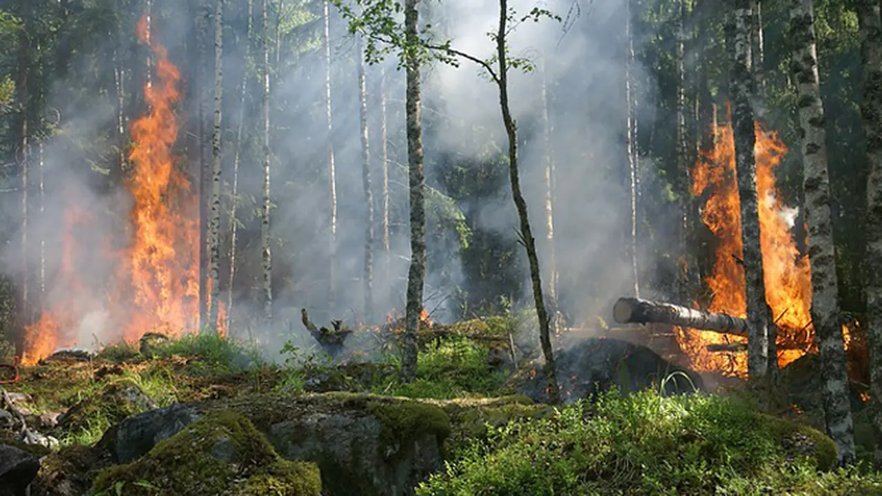 Kemarau, Ayo Monitor Kebakaran Hutan dengan Satelit
