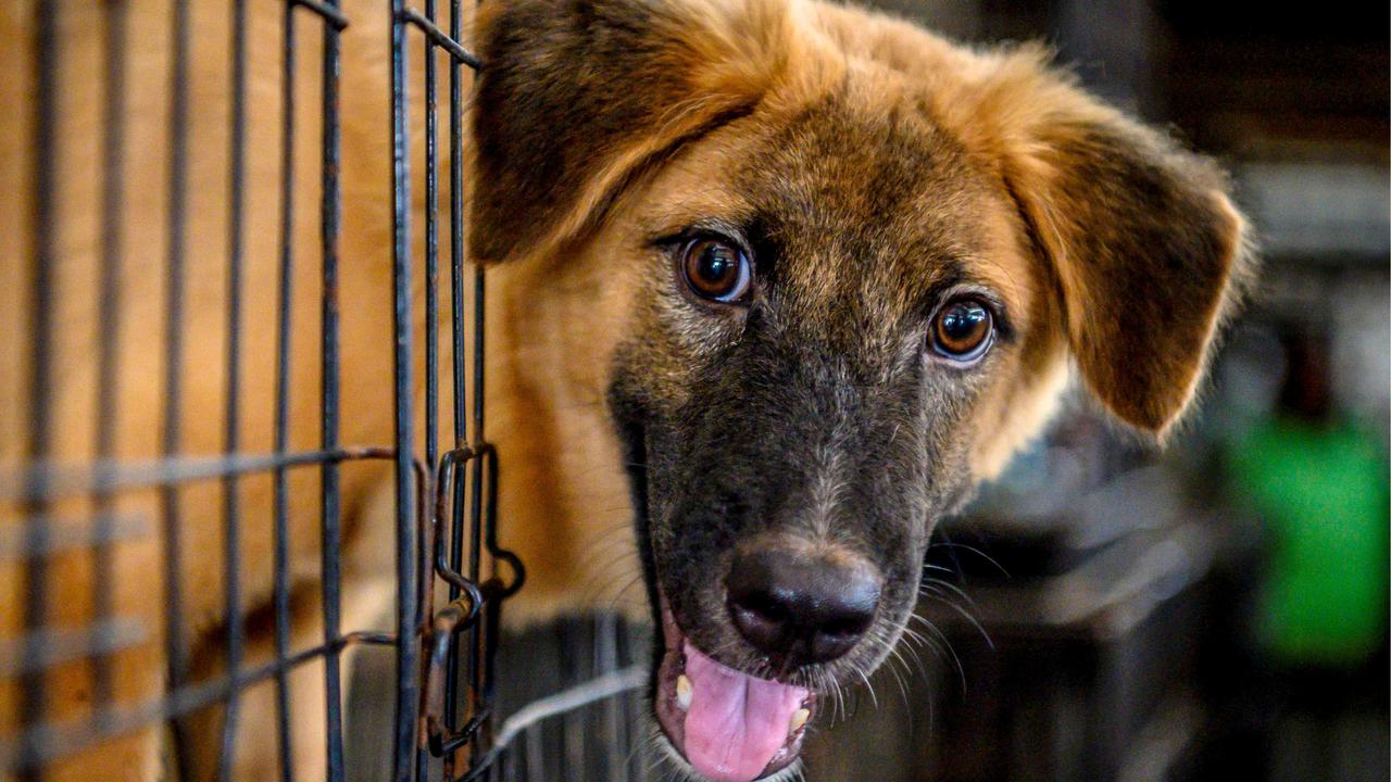 Bocah Ini Dibesarkan Anjing, Tidak Bisa Bicara Hanya Bisa Menggonggong