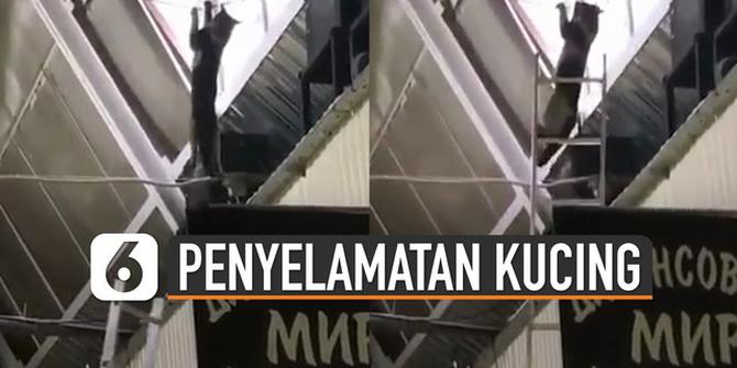 VIDEO: Aksi Penyelamatan Kucing Gelantungan di Langit-Langit