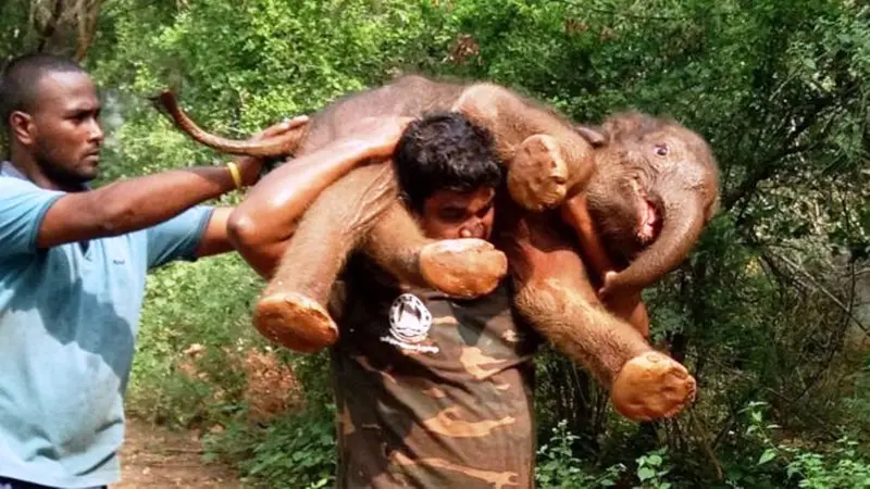 Palanichamy Sarathkumar menggendong anak gajah yang kelelahan