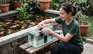 Cara Membuat Tempat Karantina Ikan Koki Anakan, Rahasia Burayak Sehat Siap Kontes