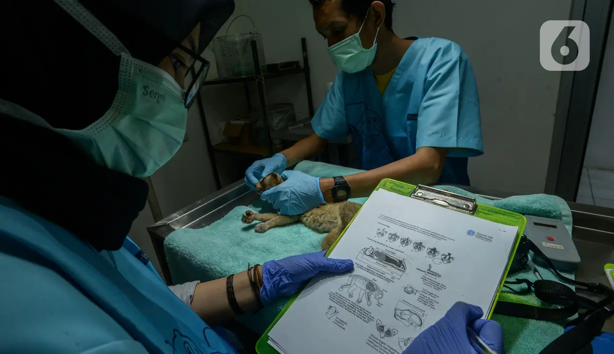 Tim medis mencatat rekam medis Kukang Jawa yang menjalani pemeriksaan kesehatan di Pusat Rehabilitasi International Animal Rescue Bogor, 23 Januari 2020. Sebanyak 155 Kukang menjalani karantina pemeriksaan, pengecekan dan perawatan kesehatan sebelum dilepas ke habitatnya. (merdeka.com/Imam Buhori)