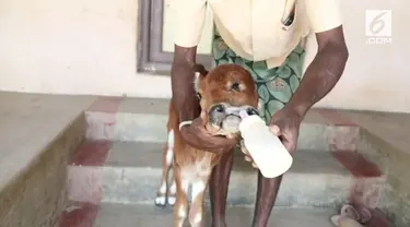 Seekor anak sapi lahir dengan kondisi tak biasa di India. Hewan yang memiliki 2 kepala dan 3 mata ini mampu hidup lebih lama dari perkiraan warga setempat.