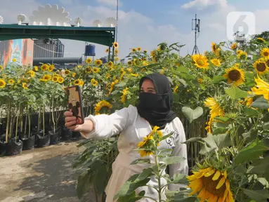 Pengunjung berswafoto di antara tanaman bunga matahari di Bogor Sky Garden, Mall BTM, Kota Bogor, Jawa Barat, Minggu (13/06/2021). Taman bunga matahari di atap gedung pusat perbelanjaan itu menjadi wisata alternatif gratis bagi pengunjung dalam mengisi libur akhir pekan. (merdeka.com/Arie Basuki)