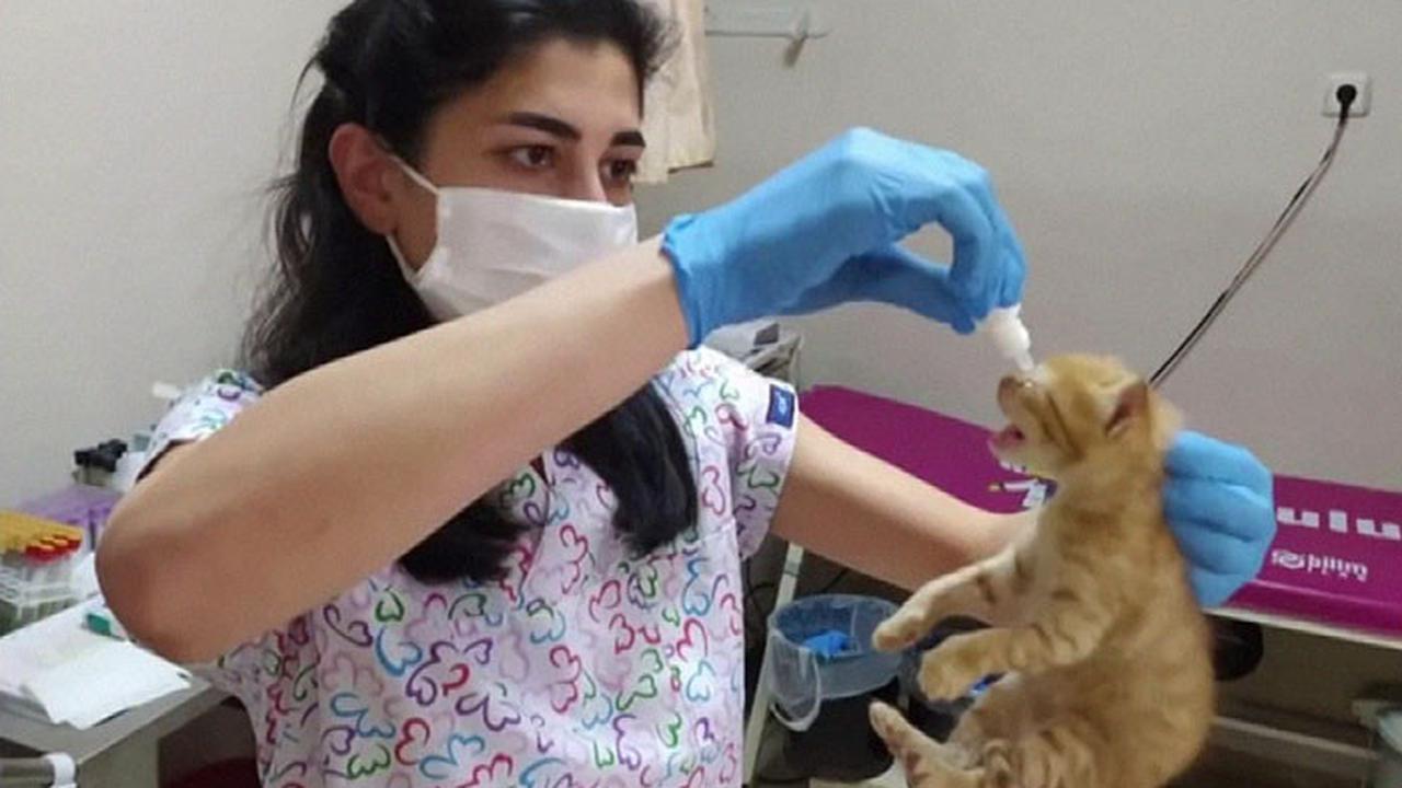 Viral Seekor Kucing Bawa Sendiri Anaknya ke Rumah Sakit untuk Dapat Perawatan