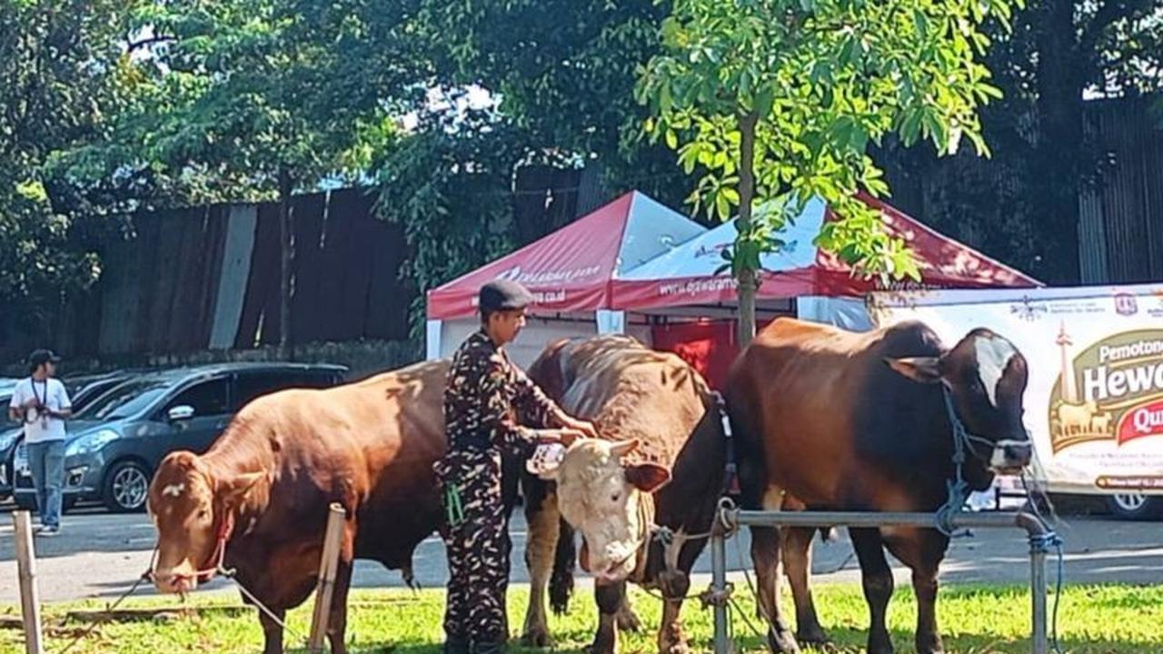 Polemik Banpres Sapi Presiden Prabowo: Legitimasi, Manfaat, dan Kritik yang Mengemuka