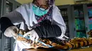 Seorang petugas konservasi satwa liar mengukur kulit harimau Sumatra hasil sitaan dari pemburu di Banda Aceh, Aceh, Rabu (12/12). Kulit harimau Sumatra yang berjenis kelamin jantan tersebut diperkirakan berusia 30 tahun. (CHAIDEER MAHYUDDIN/AFP)