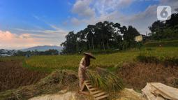 Petani melakukan panen padi jenis IR 64 di kawasan Sukamakmur, Bogor, Jawa Barat, Kamis (5/1/2022). Harga gabah kering di tingkat petani saat ini mengalami kenaikan Rp 500 menjadi Rp 7000/kg disebabkan curah hujan yang tinggi sehingga menyebabkan panen padi tertunda. (merdeka.com/Arie Basuki)