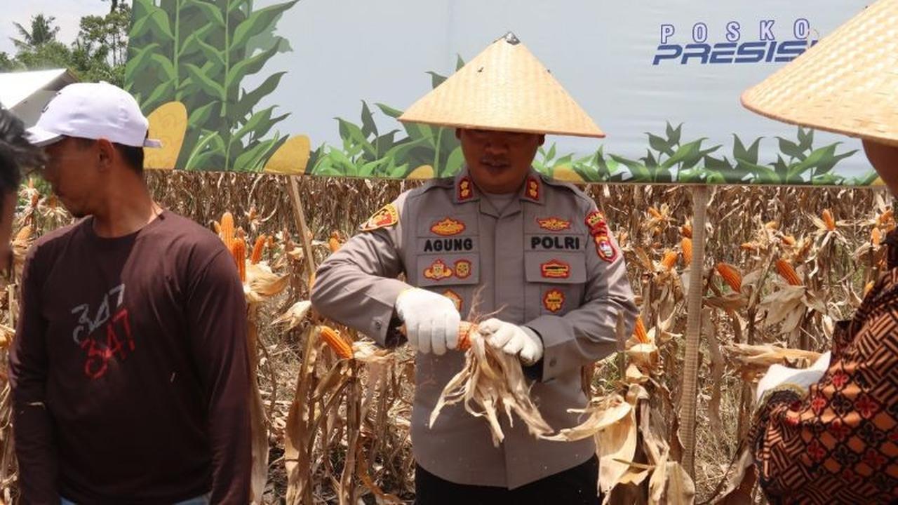 Bhabinkamtibmas Pasaman Barat: Dari Penjaga Kamtibmas hingga Penggerak Ketahanan Pangan, Panen Jagung Capai Ratusan Ton!