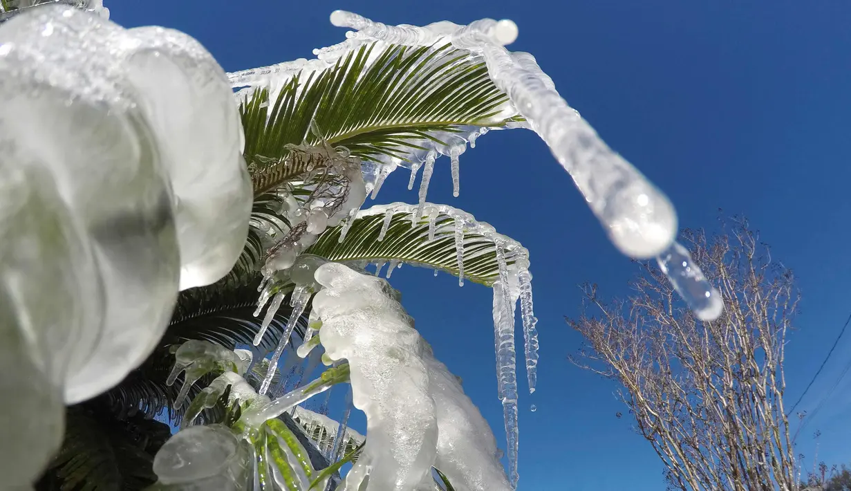 Es membeku di sebuah tanaman di Fort Walton Beach, Florida (2/1). (Nick Tomecek / Northwest Florida Daily News via AP)