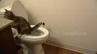 Namun, apakah si kucing memenuhi etiket kamar mandi?