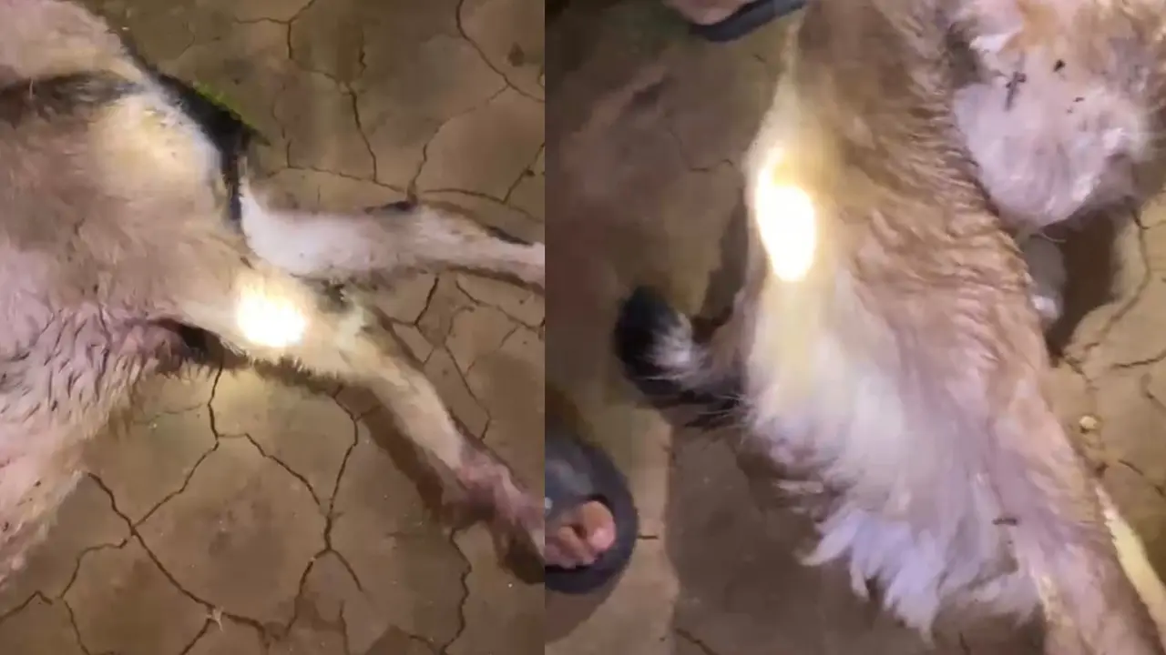 Tangkapan layar video amatir memperlihatkan kambing ternak milik warga di Lampung Barat mati dimangsa hewan buas diduga beruang.