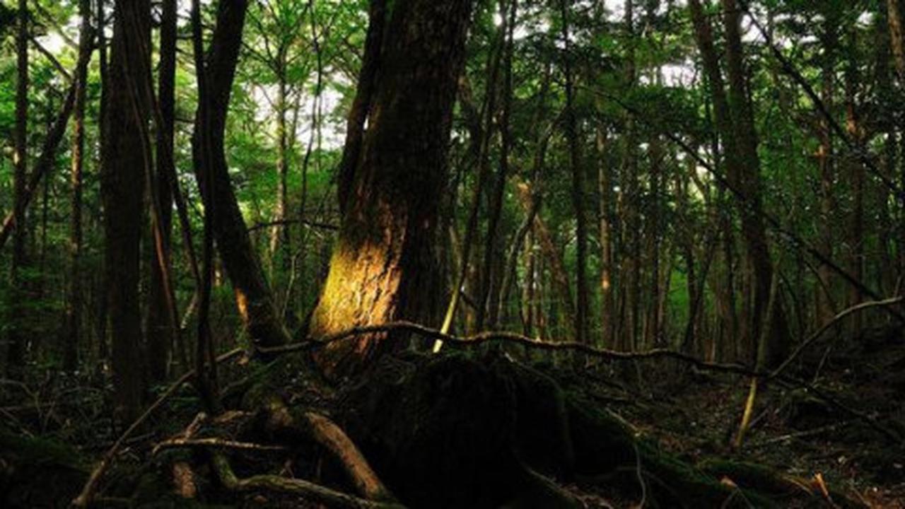 Hutan Aokigahara - Gunung Fuji, Jepang