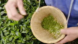 Pekerja memetik daun teh di sebuah pabrik teh di Chongqing, China, Minggu (23/2/2020). Melalui peningkatan upaya pengendalian epidemi virus corona atau COVID-19, pabrik teh di China mulai melanjutkan kegiatan produksi pada awal musim semi ketika pucuk daun teh mulai terlihat. (Xinhua/Liu Chan)