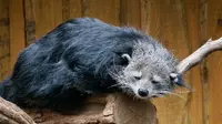 Fakta Unik Binturong./ Wikimedia Commons