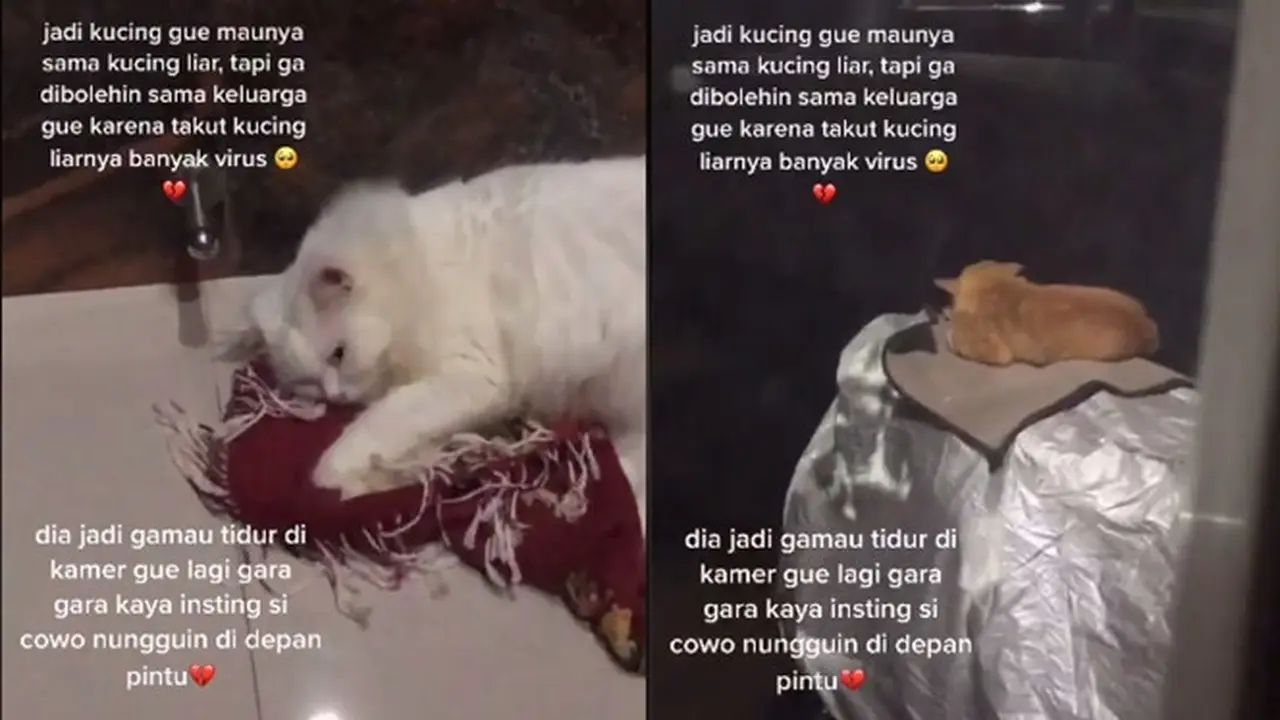 Viral Drama Kucing yang Tak Bisa Jauh Dari 'Gebetannya' Ini Bikin Gemas