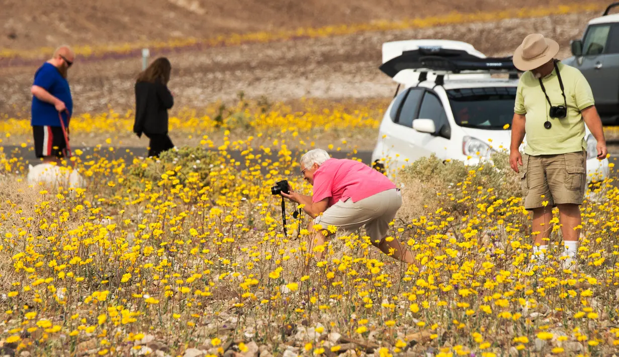 Para turis saat menikmati hamparan bunga liar yang tumbuh di Taman Nasional Death Valley, California (4/3). Wilayah yang dikenal tempat terkering di Amerika Utara ini berubah menjadi lautan warna-warni bunga liar. (ROBYN BECK / AFP)