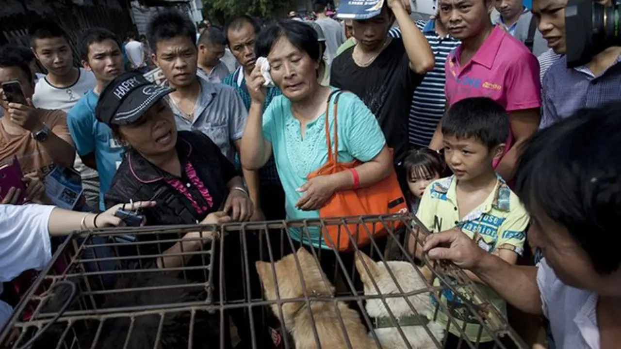 Perempuan Ini Habiskan Rp 321 Juta Demi Selamatkan Anjing