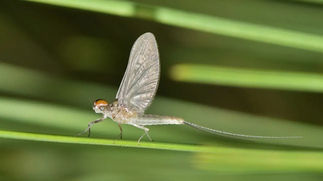 Ilustrasi Mayflies (Pixabay)