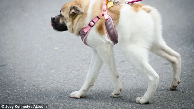 Meski Terlahir Mirip Babi, Anjing Adopsi Ini DIrawat Penuh Kasih