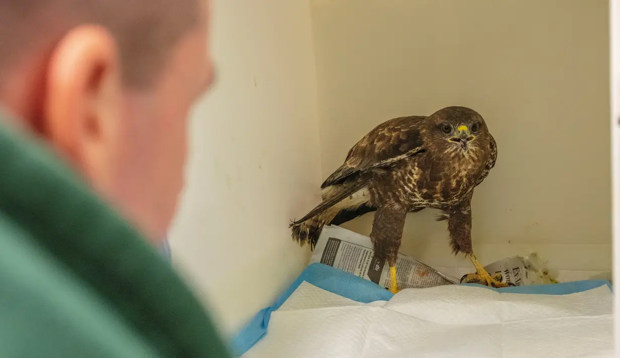 Manajer Hewan Rehabilitasi Satwa Liar Irlandia, Dan Donoher memeriksa burung buzzard yang terluka di belakang Bar Tara Na Ri di County Meath di barat laut Dublin pada 18 Februari 2021. Bar yang tutup selama lockdown Covid-19 tersebut diubah menjadi rumah sakit bagi satwa liar. (PAUL FAITH/AFP)