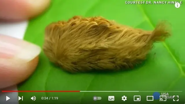 Gambar tangkapan layar video ulat asp. (YouTube: USA TODAY)