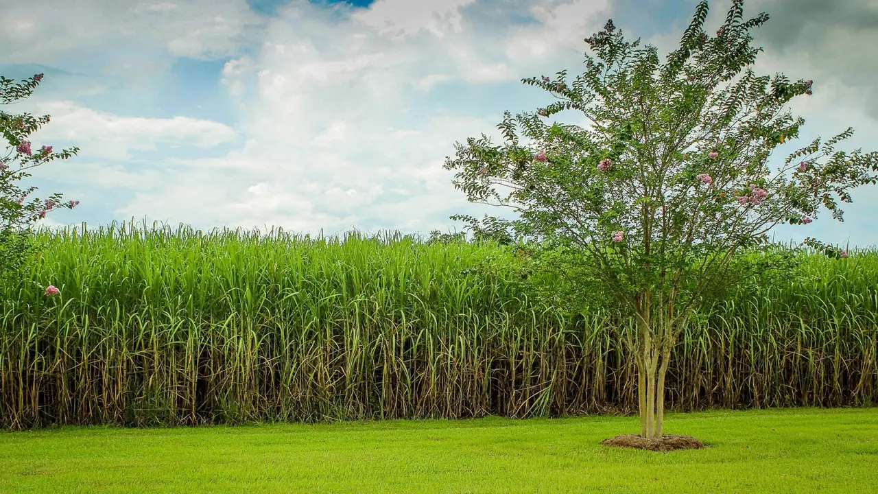 Ilustrasi ladang tebu