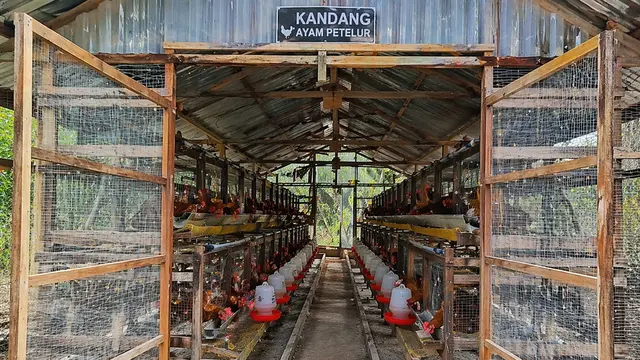 Model Kandang Ayam Sederhana Tapi Terlihat Profesional Seperti Peternak Besar (AI)