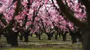 Pepohonan bunga persik yang bermekaran di Aitona, Catalunya, Spanyol (5/3/2021).  Bunga persik mekar mulai dari akhir bulan Februari sampai dengan awal bulan Maret. (AFP/Pau Barrena)