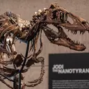 Fosil Nanotyrannus, Kerabat Kecil T-Rex Ini Bakal Dilelang di New York