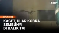 Disangka Karet Ban, Ular Kobra 2 Meter Sembunyi di Balik TV