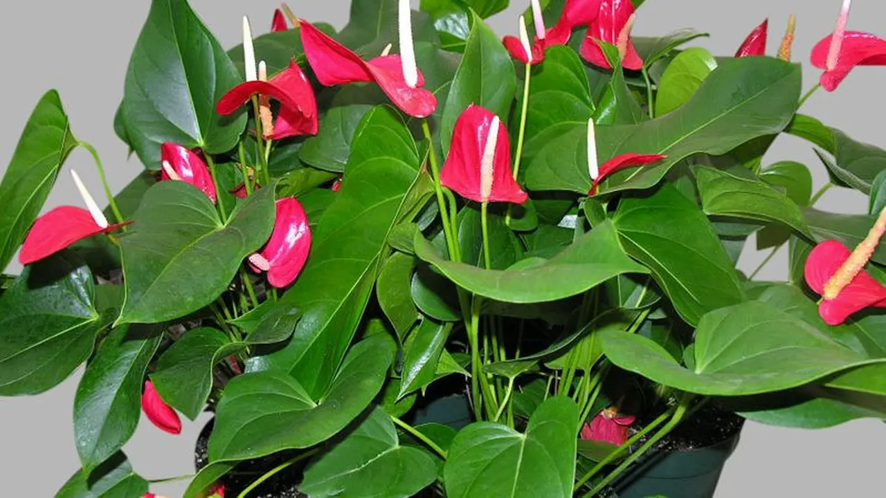 anthurium artificial flowers Giant Artificial Anthurium Lily Flowers (85cmH)