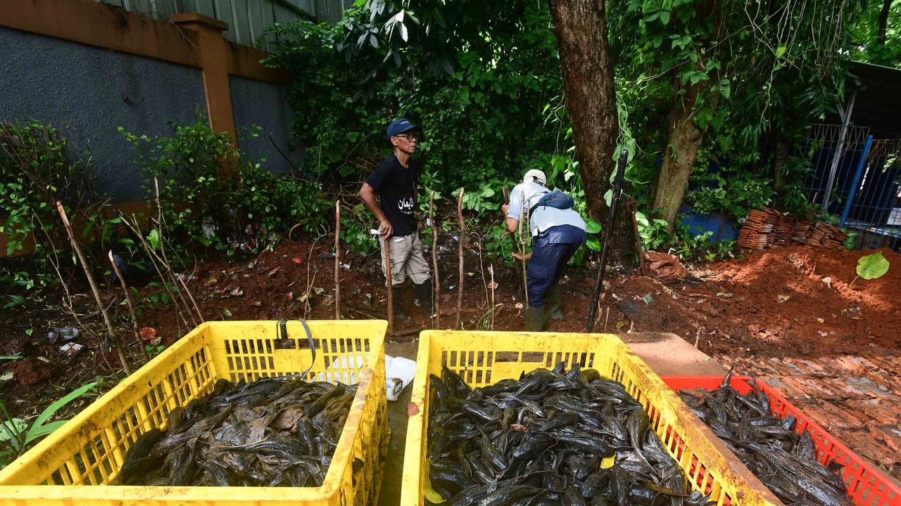 FOTO: Operasi  Penangkapan  Ikan Sapu Sapu di Setu Babakan Capai Lebih dari Tiga Ton