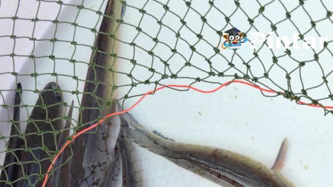 <b>4. Ikan Gabus</b><br>