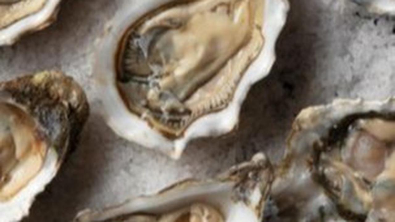 8 Menu Sehat untuk Tumbuh Kembang Otak  dan Kecerdasan Si Kecil