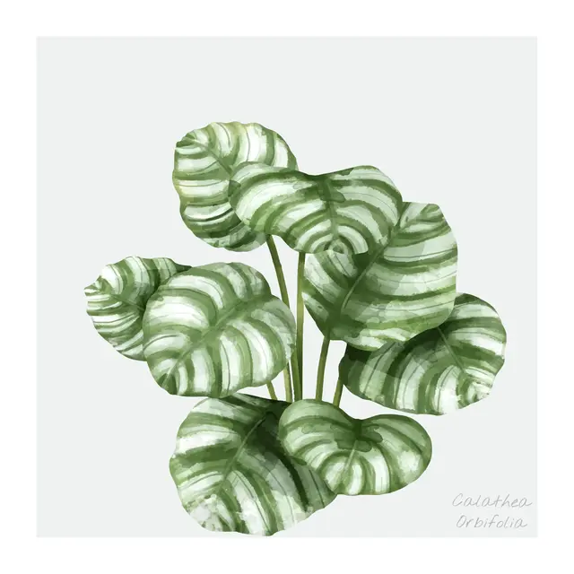 Ilustrasi calathea