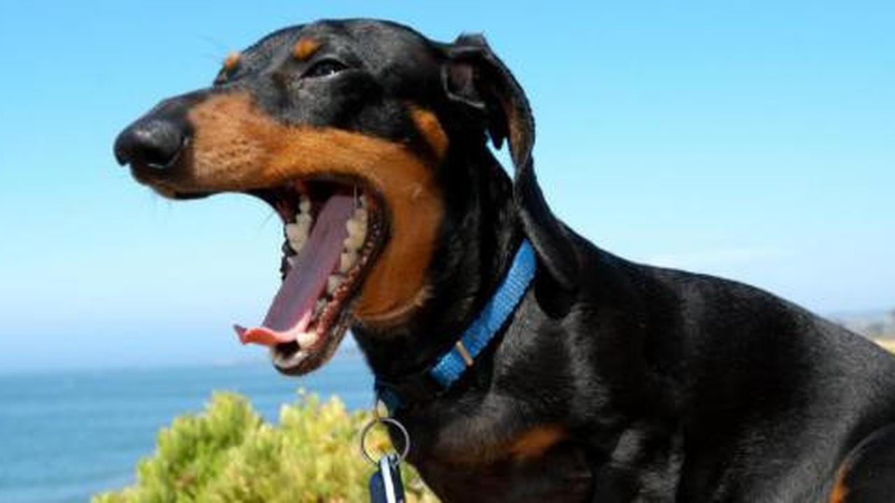  Pemilik menguap, anjing pun ikut menguap