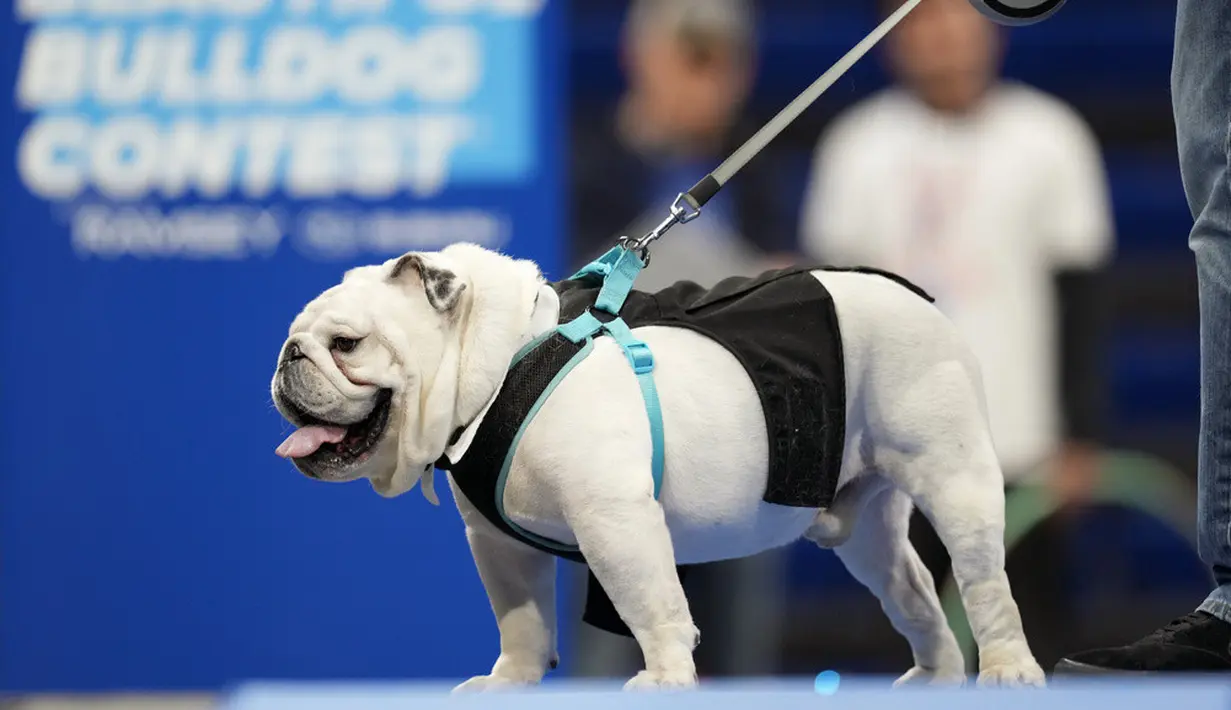 <p>Kontes ini digelar di Drake University di mana anjing bulldog merupakan maskot kampus tersebut. (AP Photo/Charlie Neibergall)</p>
