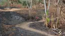 Seorang peserta Rhino Cross Triathlon melintasi hutan yang terbakar pada Festival Pesona Tanjung Lesung 2017 di Tanjung Lesung, Banten (24/9/2017). Total jarak tempuh Rhino Cross Triathlon 38 km. (Bola.com/Nicklas Hanoatubun)