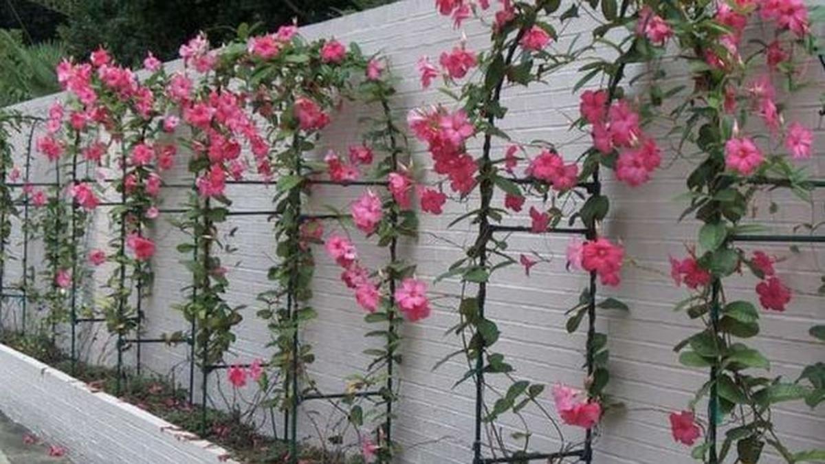 10 Rekomendasi Tanaman Merambat Estetik yang Mudah Dirawat untuk Rumah Islami Modern