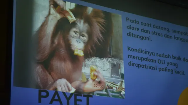 Orangutan Sumatera