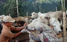 DKPP Bantul Perketat Pengawasan Hewan Kurban Jelang Idul Adha 2026 Demi Kesehatan Ternak