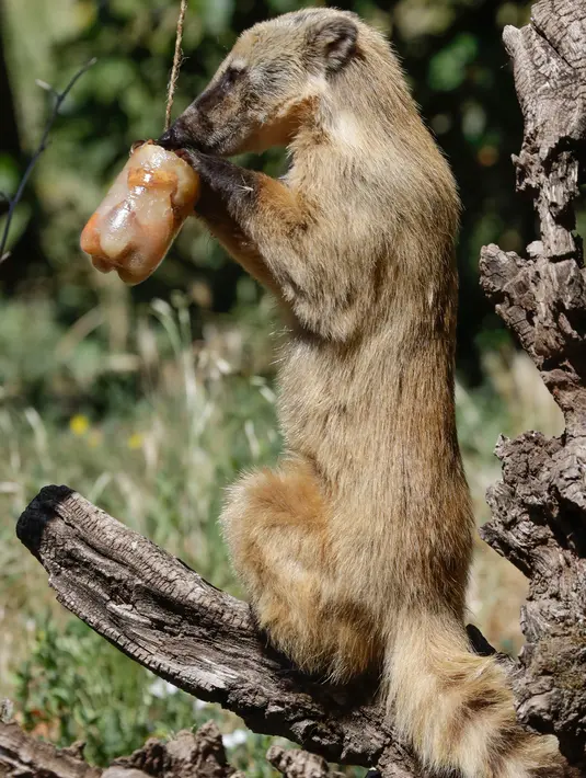 Seekor coati merah memakan es buah beku pada hari yang panas di kebun binatang Roma, Italia, Selasa (25/6/2019). Suhu tertinggi yang berkisar 37 sampai 40 derajat Celsius diperkirakan terjadi di wilayah Italia utara dan tengah. (AP Photo/Andrew Medichini)