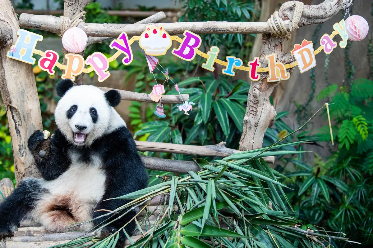 Panda Raksasa Yi Yi Rayakan Ulang Tahun di Malaysia