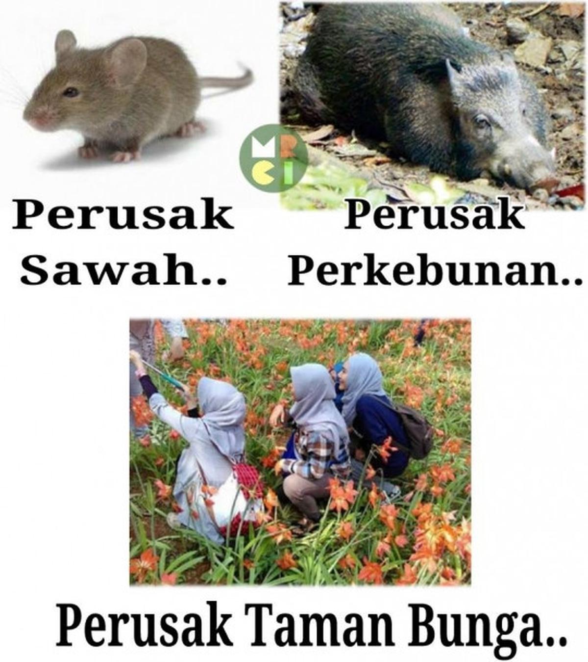 Meme-meme konyol sindir alayers rusak taman bunga Amarillys
