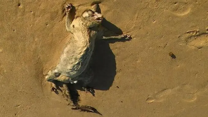 Bangkai 'Monster Misterius' Ditemukan di Pantai Australia