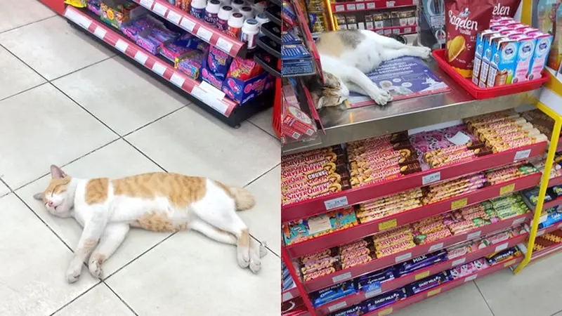 6 Potret Kucing Tidur di Supermarket Ini Kocak, Selalu Ada Saja Tingkah Lucunya