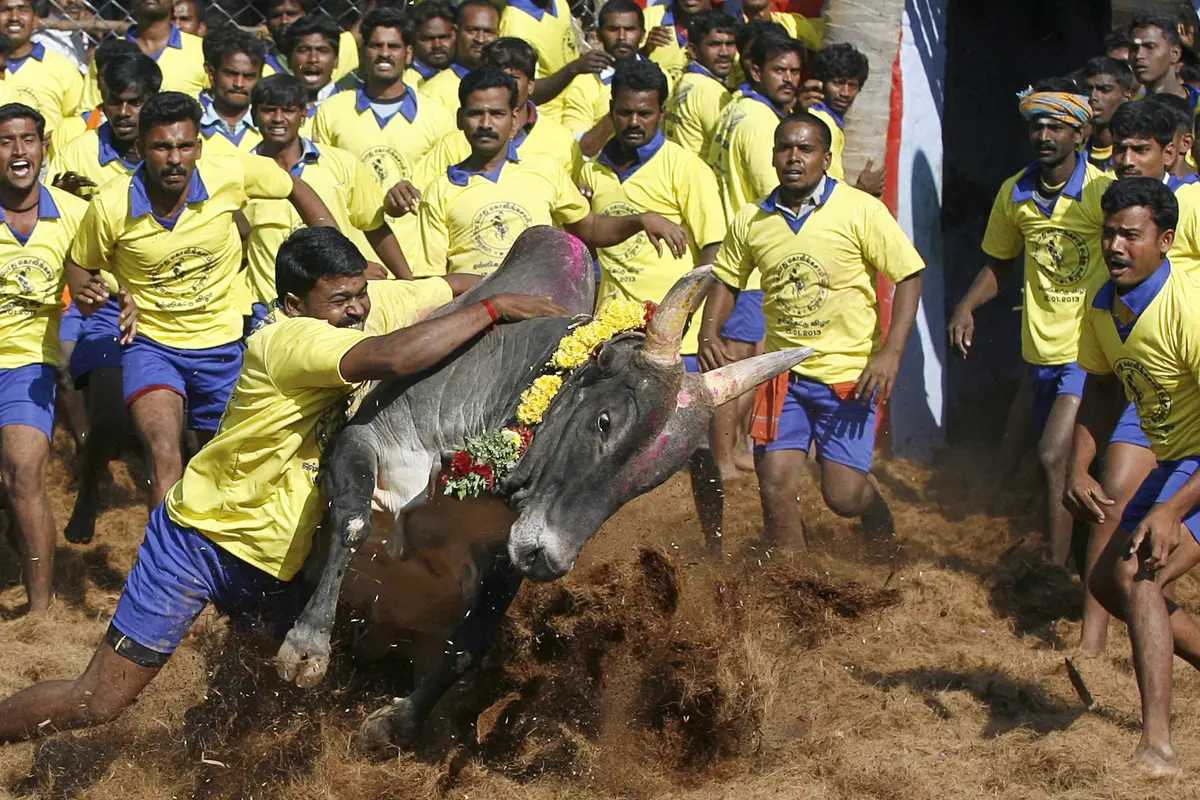 Festival Jallikattu
