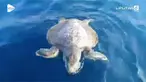 Penyu ditemukan mati mengambang di perairan Pulau Pari, Kepulauan Seribu. Diduga penyu mati karena laut yang tercemar.